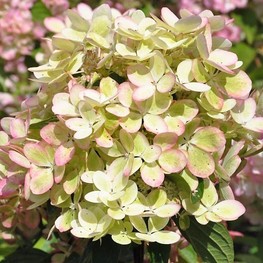 Гортензия метельчатая Пастель Грин (Hydrangea paniculata 'Pastelgreen')
