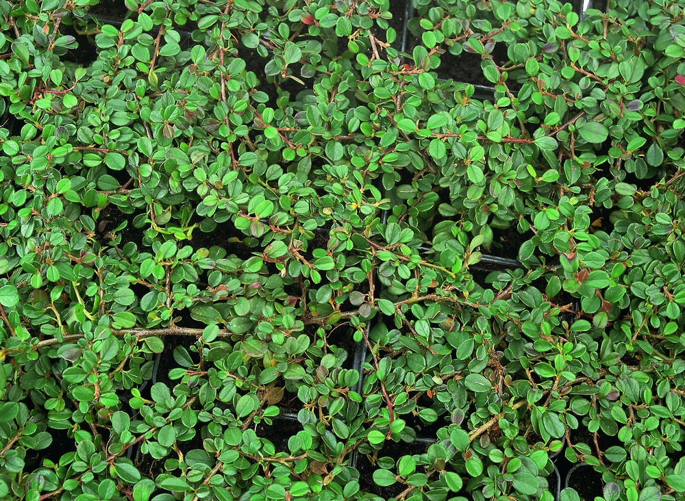 Кизильник горизонтальный Бур (Cotoneaster horizontalis 'Boer')