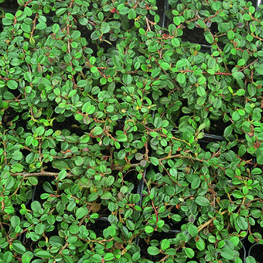 Кизильник горизонтальный Бур (Cotoneaster horizontalis 'Boer')