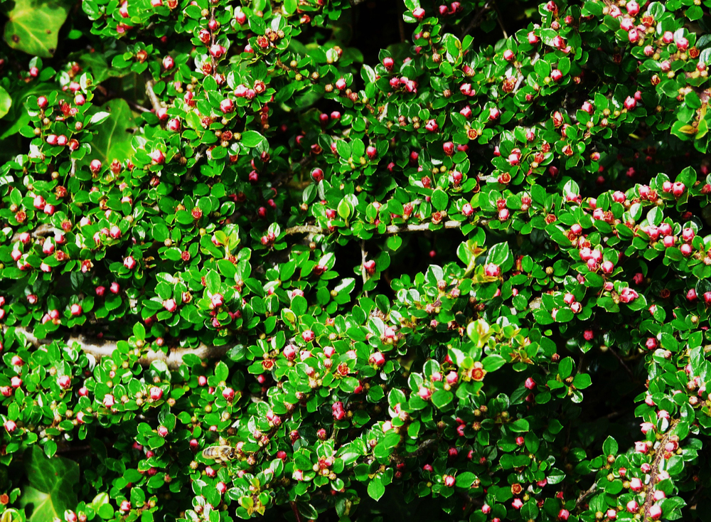 Кизильник горизонтальный Тангstedt (Cotoneaster horizontalis 'Tangstedt')