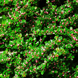 Кизильник горизонтальный Тангstedt (Cotoneaster horizontalis 'Tangstedt')