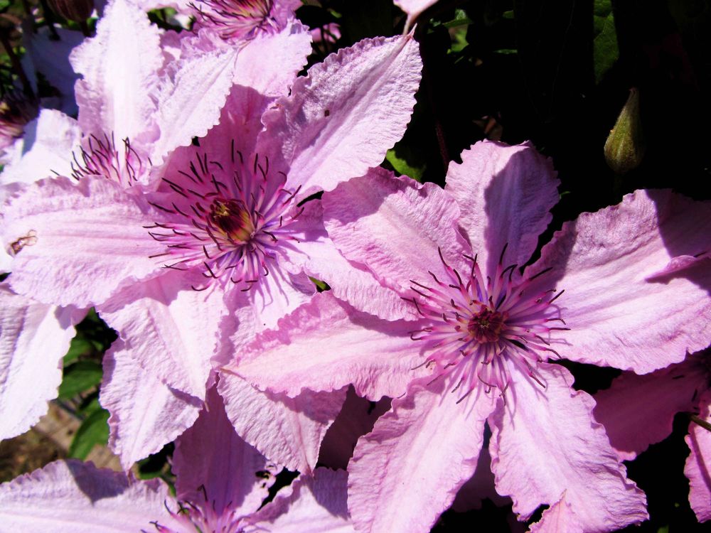 Клематис гибридный (Clematis x hybrida)
