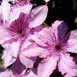 Клематис гибридный (Clematis x hybrida)