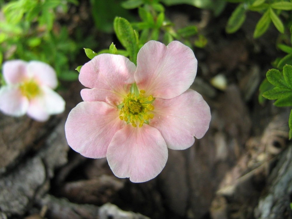 Лапчатка кустарниковая Пинк Виспер (Potentilla fruticosa 'Pink Whisper')