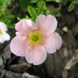 Лапчатка кустарниковая Пинк Виспер (Potentilla fruticosa 'Pink Whisper')