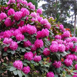 Рододендрон гибридный Германия (Rhododendron 'Germania')