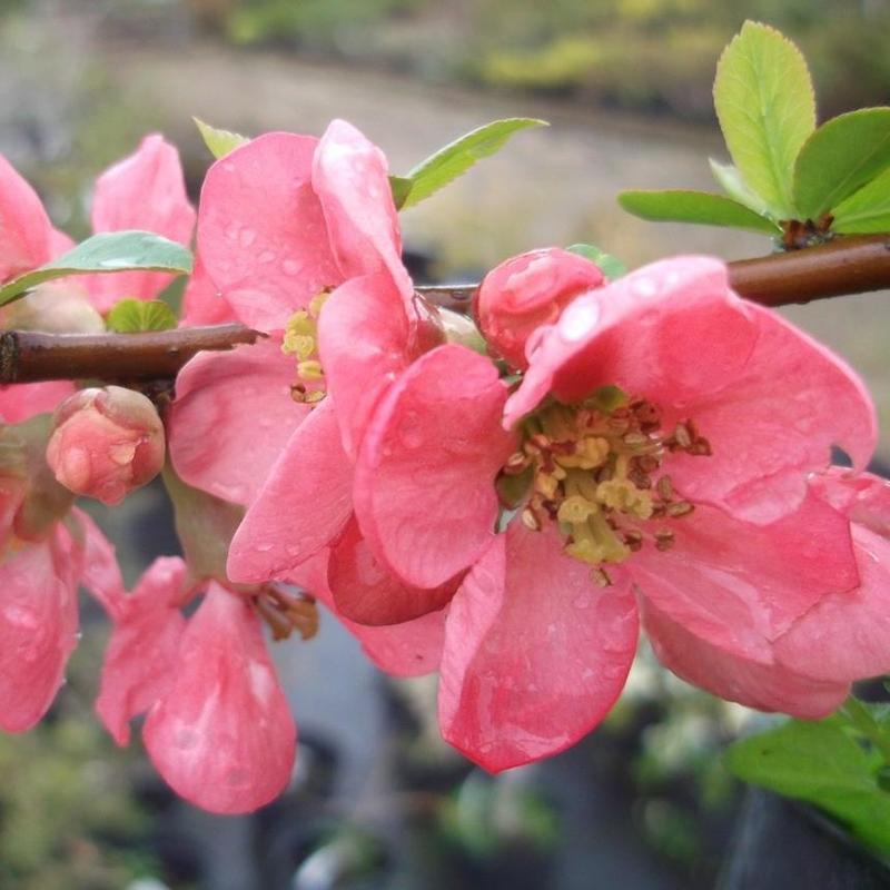 Айва японская Пинк Квин (Chaenomeles japonica 'Pink Queen')