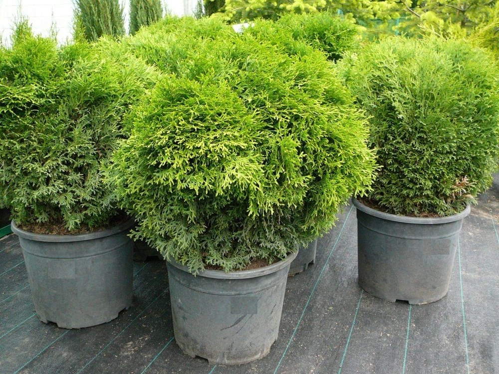 Туя западная Литтл Джем (Thuja occidentalis 'Little Gem')