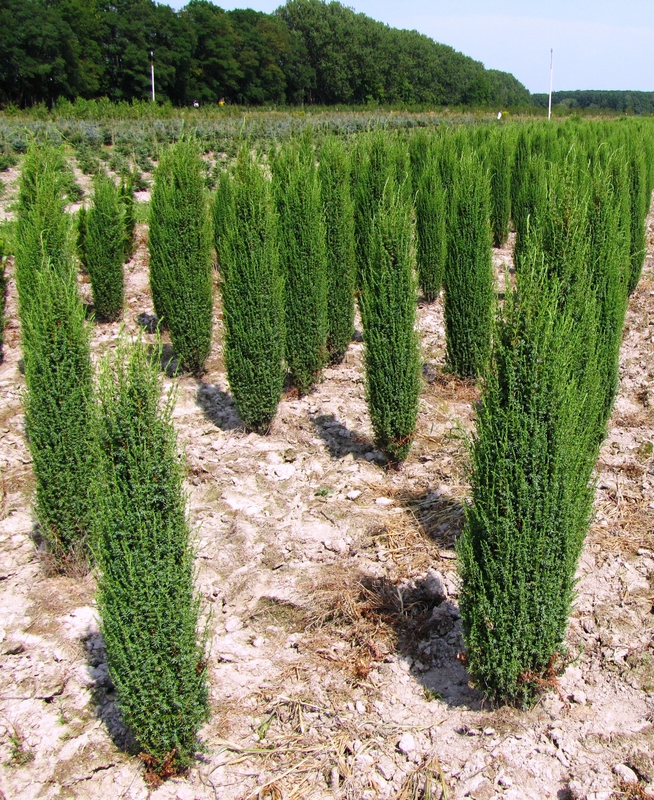 Можжевельник обыкновенный Арнольд (Juniperus communis 'Arnold')