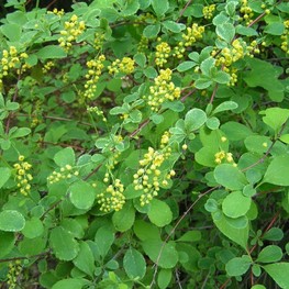 Барбарис корейский (Berberis koreana)