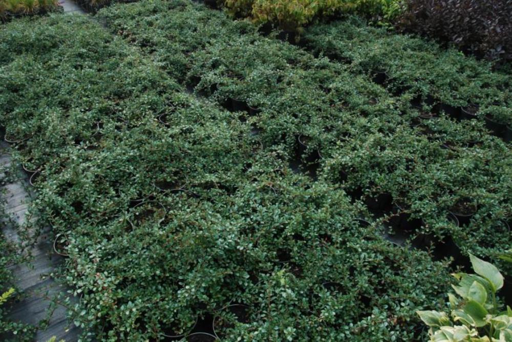 Кизильник Даммера Эйххольц (Cotoneaster dammeri 'Eichholz')