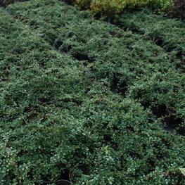 Кизильник Даммера Эйххольц (Cotoneaster dammeri 'Eichholz')