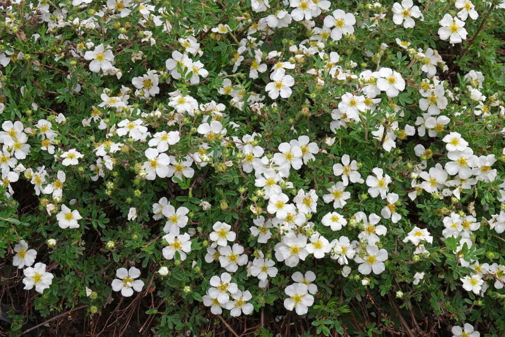 Лапчатка кустарниковая Абботсвуд (Dasiphora fruticosa 'Abbotswood')