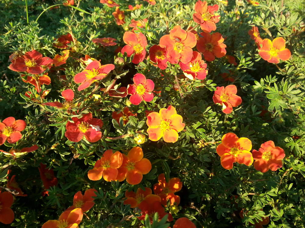 Лапчатка кустарниковая Ред Джокер (Dasiphora fruticosa 'Red Joker')
