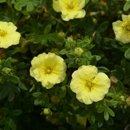 Лапчатка кустарниковая Лемон Меринг (Dasiphora fruticosa 'Lemon Meringue')