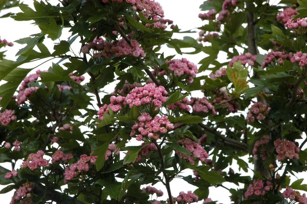 Боярышник морденский Тоба (Crataegus x mordenensis 'Toba')