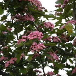 Боярышник морденский Тоба (Crataegus x mordenensis 'Toba')