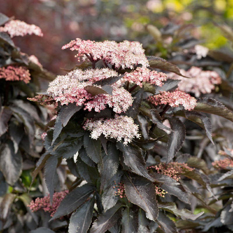 Бузина чёрная Блэк Тауэр (Sambucus nigra 'Black Tower')