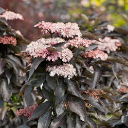 Бузина чёрная Блэк Тауэр (Sambucus nigra 'Black Tower')