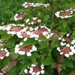 Калина Саржента Онондага (Viburnum sargentii 'Onondaga')