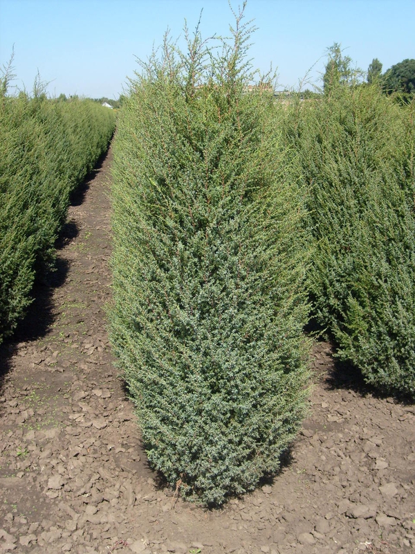 Можжевельник китайский Обелиск (Juniperus chinensis 'Obelisk')