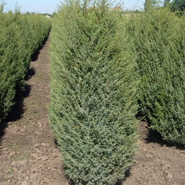 Можжевельник китайский Обелиск (Juniperus chinensis 'Obelisk')
