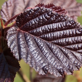 Лещина обыкновенная Энис Ред Дарф (Corylus avellana 'Ennis Red Dwarf')