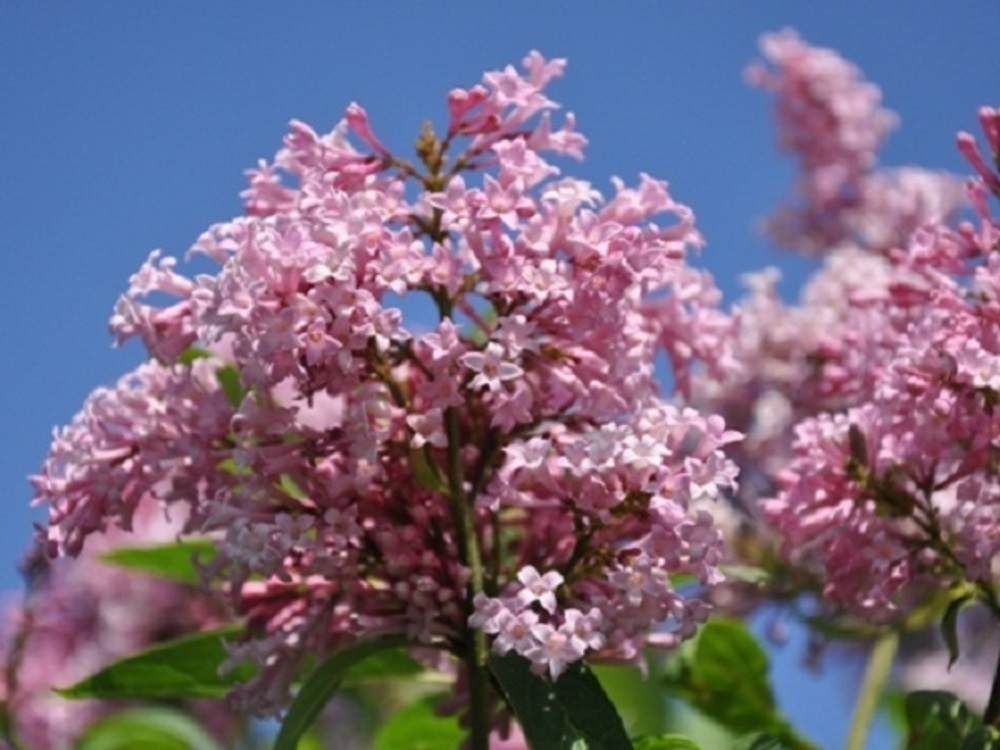 Сирень Престон Элинор (Syringa x prestoniae 'Elinor')