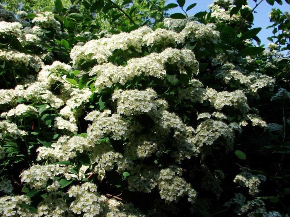 Спирея опушённоплодная (Spiraea lasiocarpa)