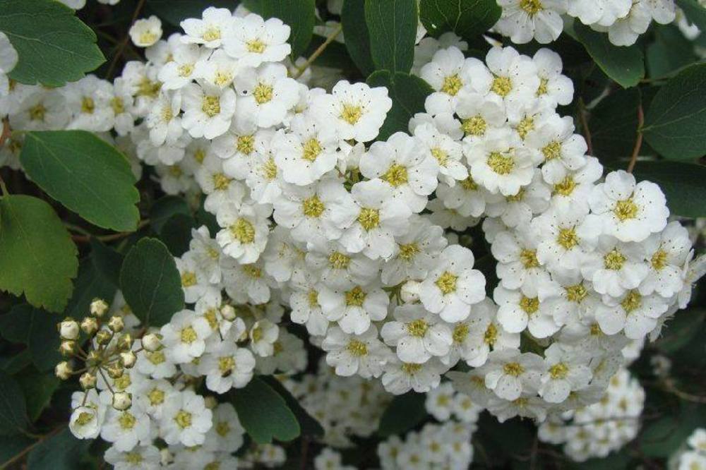 Спирея японская Фрица (Spiraea japonica 'Fritschiana')