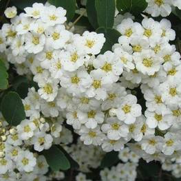 Спирея японская Фрица (Spiraea japonica 'Fritschiana')