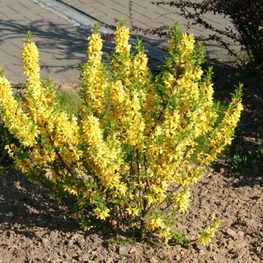 Форзиция промежуточная Голдраш (Forsythia x intermedia 'Goldrausch')