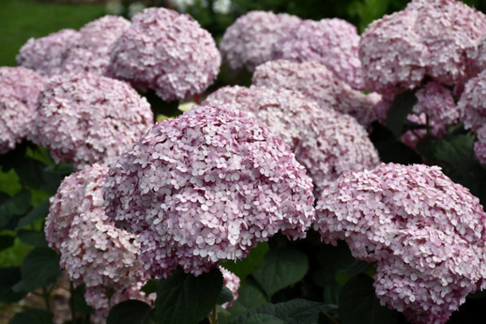 Гортензия древовидная Кэндибелль Баблгам (Hydrangea arborescens 'Candybelle Bubblegum')