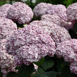 Гортензия древовидная Кэндибелль Баблгам (Hydrangea arborescens 'Candybelle Bubblegum')