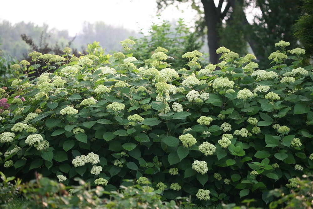 Гортензия древовидная Лайм Рики (Hydrangea arborescens 'Lime Rickey')