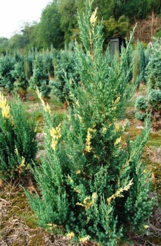 Можжевельник китайский Стрикта Вариегата (Juniperus chinensis 'Stricta Variegata')