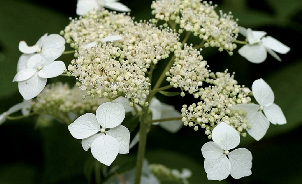 Гортензия древовидная Радиата (Hydrangea arborescens 'Radiata')