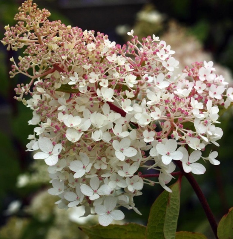 Гортензия метельчатая Биг Бен (Hydrangea paniculata 'Big Ben')