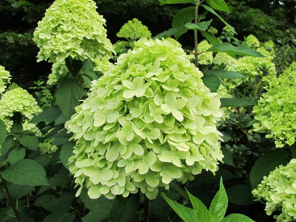Гортензия метельчатая Мохито (Hydrangea paniculata 'Mojito')