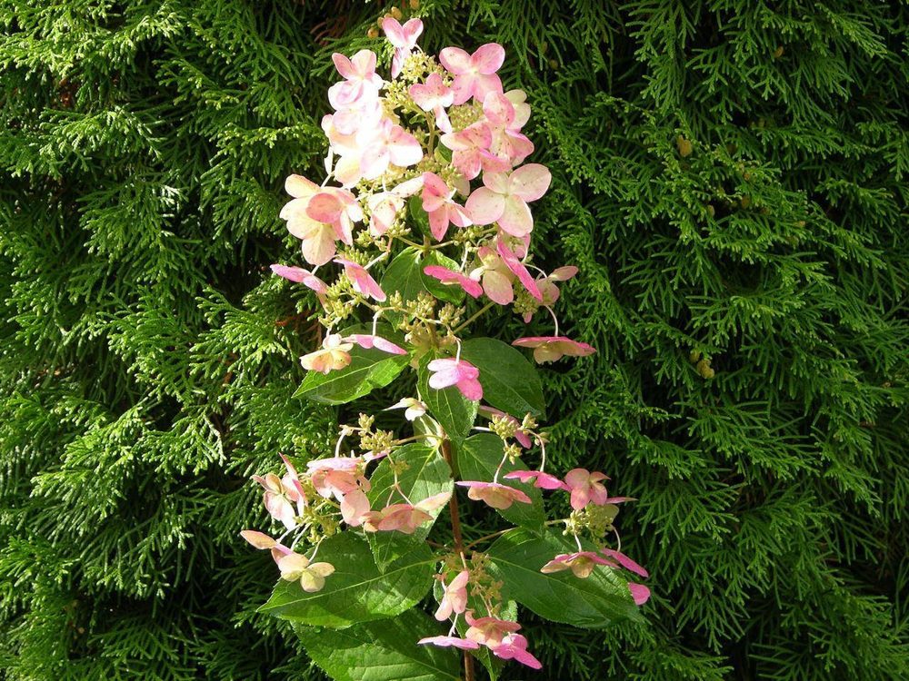 Гортензия метельчатая Пи Ви (Hydrangea paniculata 'Pee Wee')
