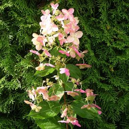 Гортензия метельчатая Пи Ви (Hydrangea paniculata 'Pee Wee')
