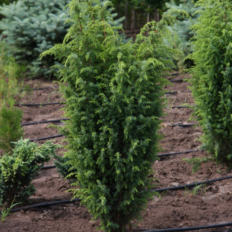 Можжевельник обыкновенный Суэцика (Juniperus communis 'Suecica')
