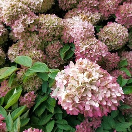 Гортензия метельчатая Перль де Фестиваль (Hydrangea paniculata 'Perle de Festival')