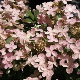 Гортензия метельчатая Полстар (Hydrangea paniculata 'Polestar')
