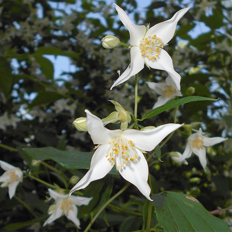 Чубушник Фальконера (Philadelphus 'Falconeri')