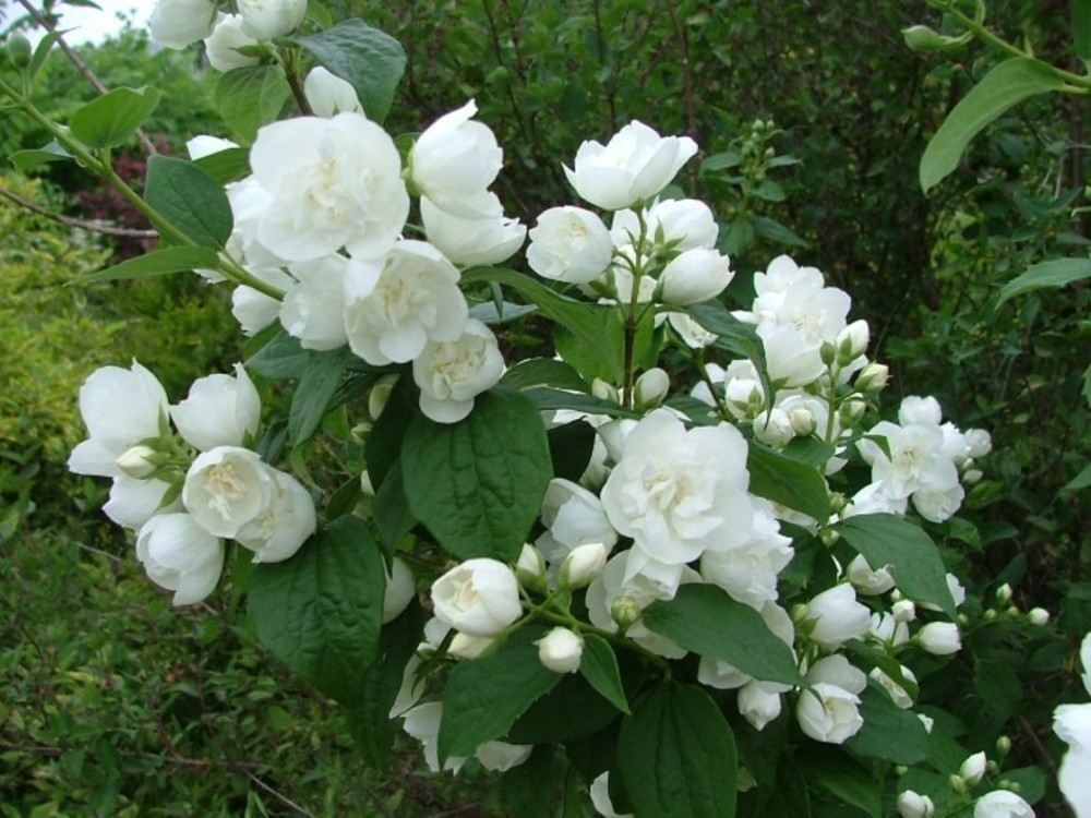 Чубушник Лемуана Очарование (Philadelphus x lemoinei 'Ocharovanie')