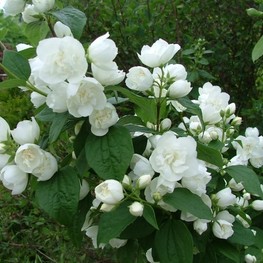 Чубушник Лемуана Очарование (Philadelphus x lemoinei 'Ocharovanie')