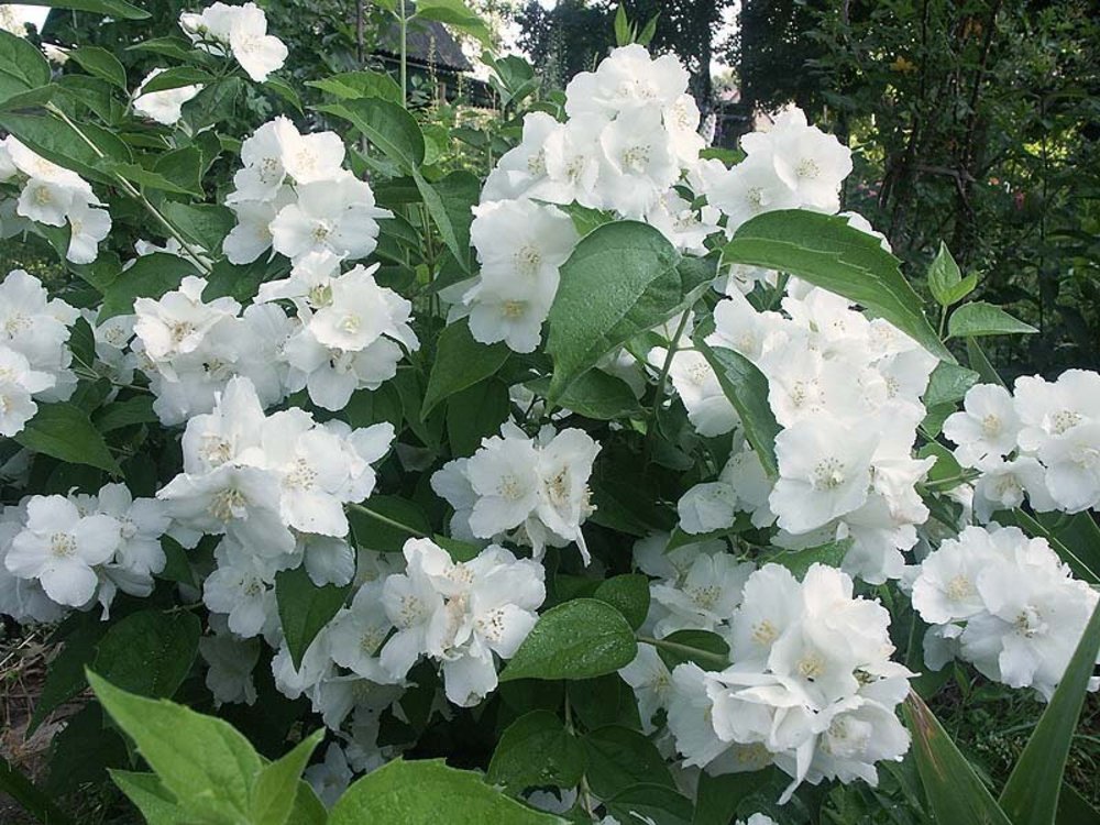 Чубушник гибридный Юннат (Philadelphus 'Junnat')