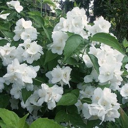 Чубушник гибридный Юннат (Philadelphus 'Junnat')