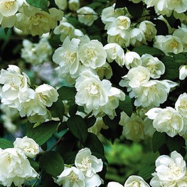 Чубушник Миннесота Сноуфлейк (Philadelphus 'Minnesota Snowflake')